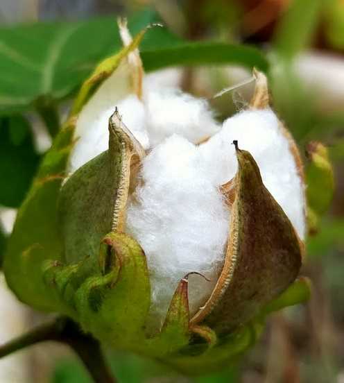 綿花の実が開き始めて綿コットンになる瞬間