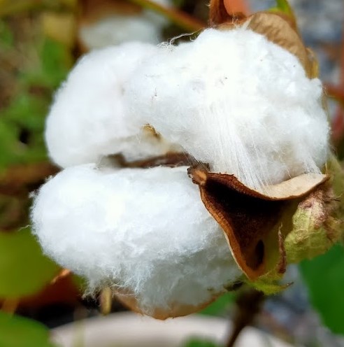 綿花の収穫可能なコットンボール
