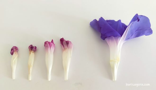 朝顔の色水遊び作り方 写真付きで解説 自由研究 元園芸業界人の 花 図鑑 あそび