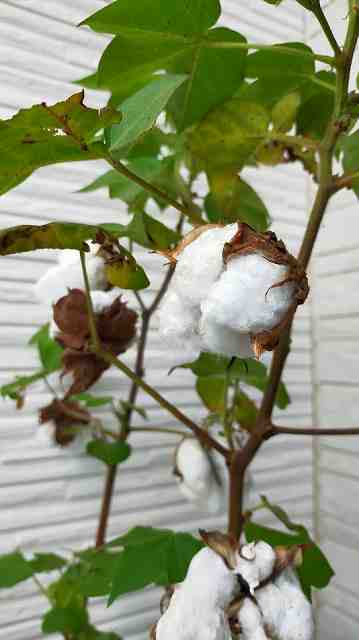 綿花栽培のドライフラワー