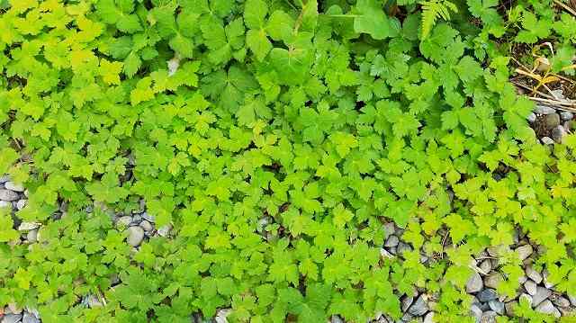 日当たりの悪い場所で育つ三つ葉が芝生状態