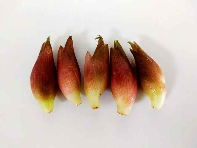 日陰でも育つ野菜は 家庭菜園が北側の庭や畑で出来る 元園芸業界人は掘りさげる 日陰でも育つ野菜は 家庭菜園が北側の庭や畑で出来る 元園芸業界人は掘りさげる