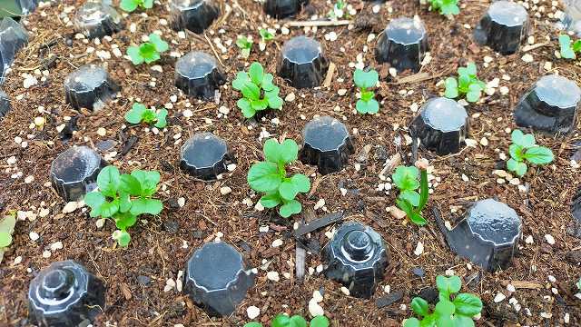 卵パックで種まきができる 秋冬に発芽用ミニ温室をつくってみた 元園芸業界人は掘りさげる