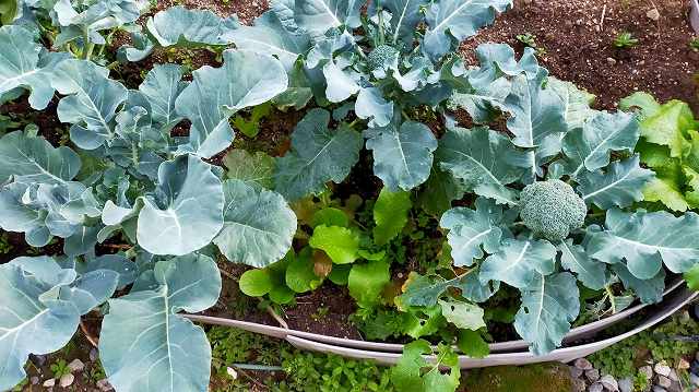 日陰でも育つ野菜は 家庭菜園が北側の庭や畑で出来る 元園芸業界人は掘りさげる