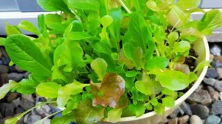 庭 でつくる家庭菜園 元園芸業界人 蒔いて掘って 庭 でつくる家庭菜園 元園芸業界人 蒔いて掘って