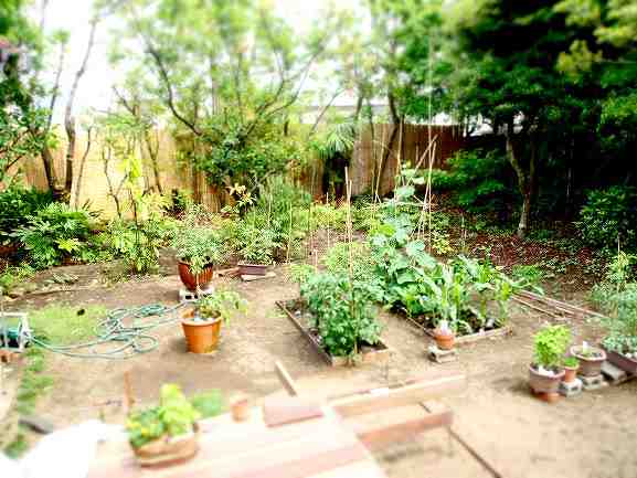 家庭菜園は庭のどこに配置すると良い つくる方角は 元園芸業界人 蒔いて掘って