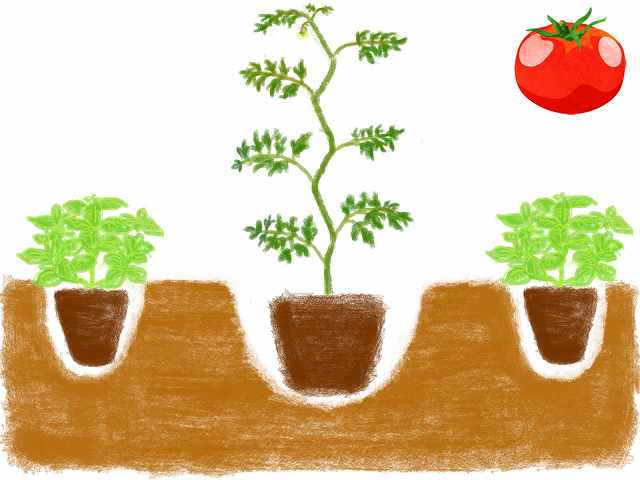 病害を避けたい トマトのコンパニオンプランツの植え方と効果 元園芸業界人 蒔いて掘って