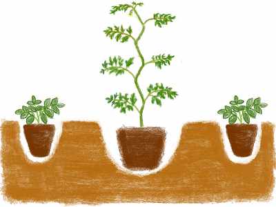 トマトのコンパニオンプランツの落花生の苗の植え方