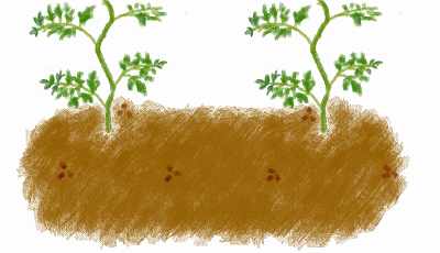 トマトのコンパニオンプランツの落花生の種の植え方
