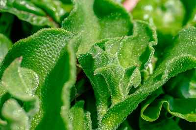 5月に植える野菜のアイスプラント