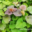 サツマイモの葉っぱと葉柄（茎）を食べる